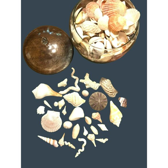 Seashells Hermit Cockill Spiral Porcupine Shells Tube Worm Fossil Coral in clear - Picture 6 of 6